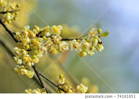 山胡椒花綻放,在台灣新竹尖石台,原住民泰雅族人稱之為馬告（Maqaw） 74181851