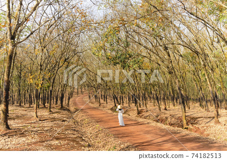 Art photo: Girl walking in the rubber forest (Vietnam) 74182513