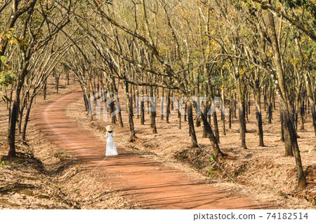 Art photo: Girl walking in the rubber forest (Vietnam) 74182514