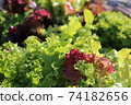 Sunny lettuce growing 74182656