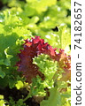 Sunny lettuce growing 74182657