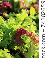 Growing sunny lettuce 74182659