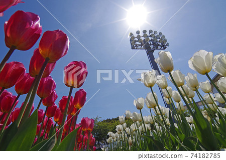 Blue sky and tulip fields Blue sky and tulip fields 74182785