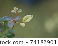 Rose scab 74182901