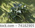 Mowed Christmas rose leaves 74182905