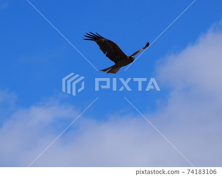 Aim at prey and jump 74183106