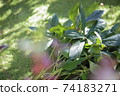 Mowed Christmas rose leaves 74183271