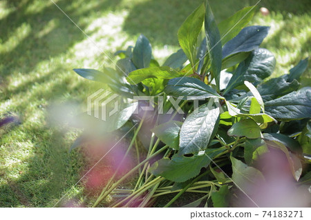 Mowed Christmas rose leaves 74183271