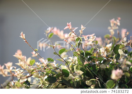 Hatsuyuki Kazura growing toward the sun 74183272