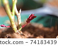 Rose shoot 74183439