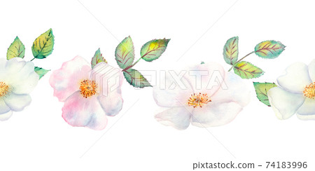 The flowers and leaves of wild rose. Repetition of summer horizontal border. Floral watercolor illustration. Compositions for greeting cards or invitations 74183996