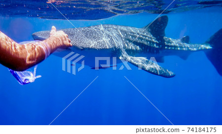 he swimmer's hand stretched out to meet a swimming whale shark at the surface in the open sea, against the background of seawater, the Red Sea, Ras Mohamed, Egypt he swimmer's hand stretched out to meet a swimming whale shark at the surface in the open sea, against the background of seawater, the Red Sea, Ras Mohamed, Egypt 74184175