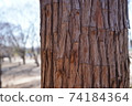 Cedar trunk 74184364