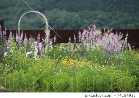 Spring garden 74184915