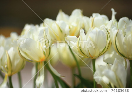 美麗的雙花白色鬱金香 74185688