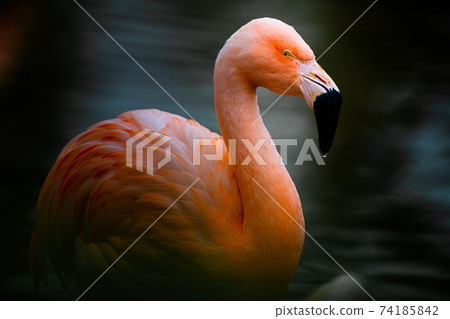Animal flamingo 74185842