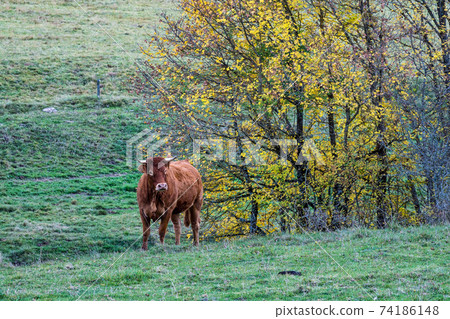 French countryside. Saint Agnan en Vercor: view of the heights of the Vercors and the valley Val de Drome in France French countryside. Saint Agnan en Vercor: view of the heights of the Vercors and the valley Val de Drome in France 74186148