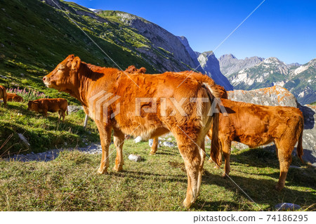 Cows in alpine pasture, Pralognan la Vanoise, French Alps 74186295