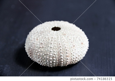 Sea urchin abstract macro view 74186315