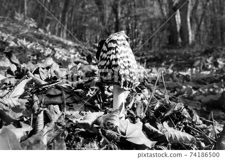 Young parasol mushroom (Macrolepiota procera or Lepiota procera) growing in forest 74186500