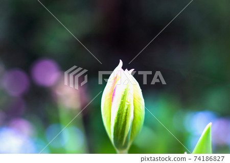 Close-up of isolated young flower, tulip bud outdoors on colorful dark green bokeh background on sunny day. 74186827