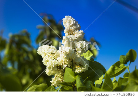 Close-up of beautiful fragrant white lilac flowers blooming on green bush with fresh leaves outdoors on bright blue sky background. 74186986