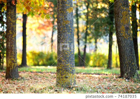 Wooden trunk of a big tree with fallen yellow leaves in autumn park. Wooden trunk of a big tree with fallen yellow leaves in autumn park. 74187035