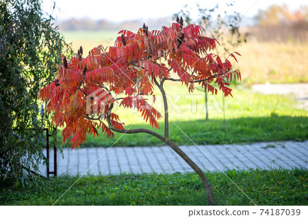 Trees with bright red and yellow leaves in autumn park. 74187039