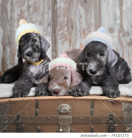 Three  Bedlington Terrier Puppies Together 74187273
