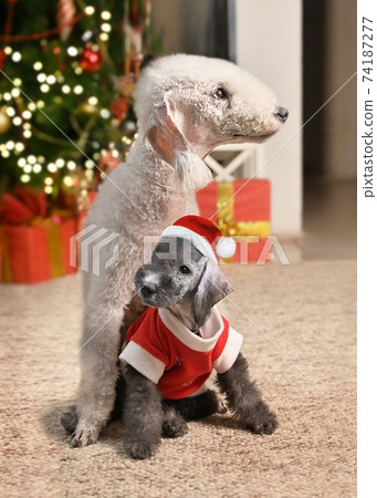 Bedlington Terrier dog with her puppy near the Christmas tree 74187277
