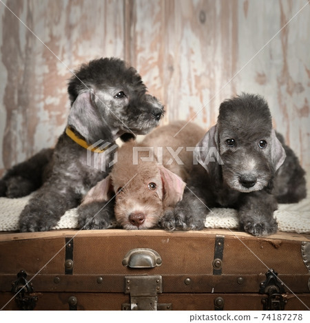 Three  Bedlington Terrier Puppies lying on the chest 74187278