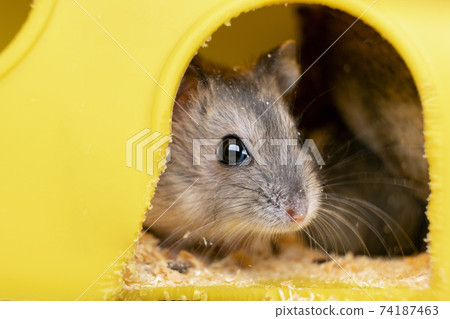 Small gray jungar hamster rat in yellow home cage. Small gray jungar hamster rat in yellow home cage. 74187463