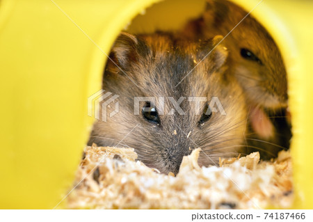 Small gray jungar hamster rats in yellow home cage. 74187466