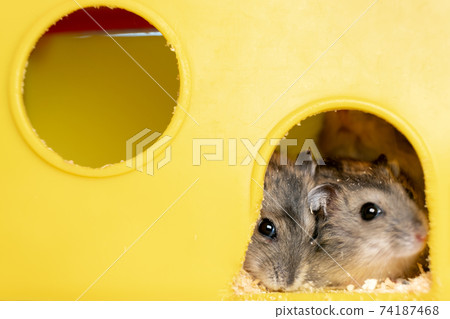 Small gray jungar hamster rats in yellow home cage. Small gray jungar hamster rats in yellow home cage. 74187468