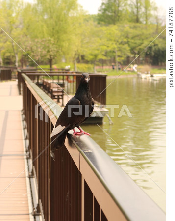 Nobato棲息在池塘的欄杆上：東京台大區上野Onshi公園Shinobazu池塘 74187788