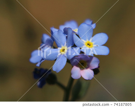 Forget-me-not (Nohara forget-me-not): At Ueno Toshogu Botanen Forget-me-not (Nohara forget-me-not): At Ueno Toshogu Botanen 74187805