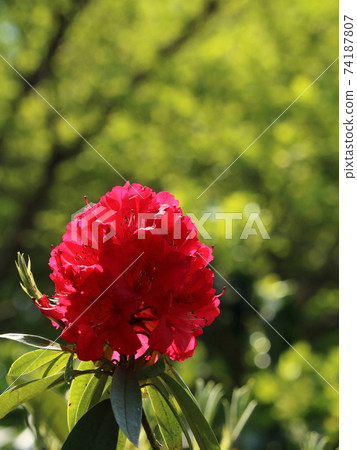 牡丹（Iberry猩紅色）：在Ueno Toshogu Botanen 74187807