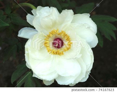 牡丹（王國的旗幟）：在上野東照宮植物園 74187823