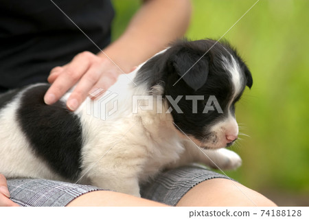 Close up of a woman holding small puppy on her lap. 74188128