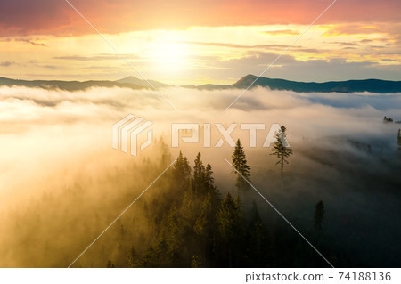 View from above of dark moody pine trees in spruce foggy forest with bright sunrise rays shining through branches in autumn mountains. 74188136