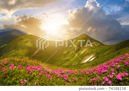 Mountain spring panorama with blooming rhododendron rue flowers and patches of snow under evening sunset sky. 74188138