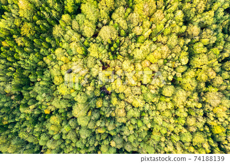Top down aerial view of bright green spruce and yellow autumn trees in fall forest. 74188139