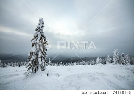 Moody winter landscape of spruce woods cowered with deep white snow in cold frozen highlands. 74188166