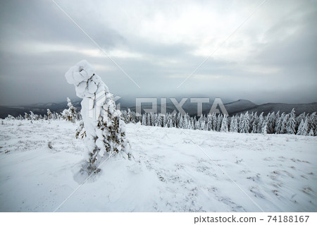 Moody winter landscape of spruce woods cowered with deep white snow in cold frozen highlands. 74188167