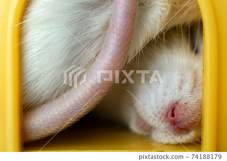 Closeup of funny white domestic rat with long whiskers sleeping in yellow plastic pet house. 74188179