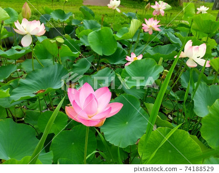 Lotus flower in Oyama Shimoike 74188529