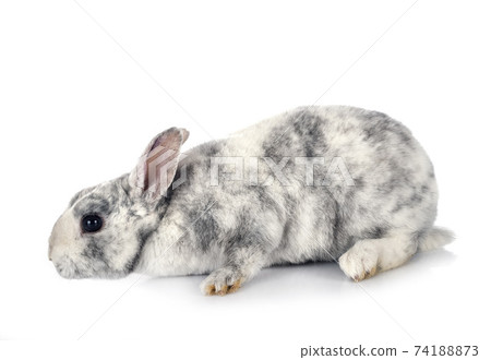 Mini Rex in studio Mini Rex in studio 74188873