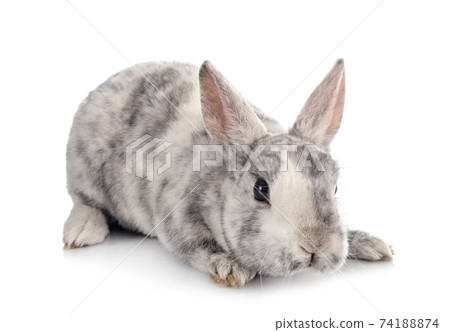 Mini Rex in studio Mini Rex in studio 74188874