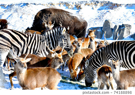 Meal together in the snow 74188898