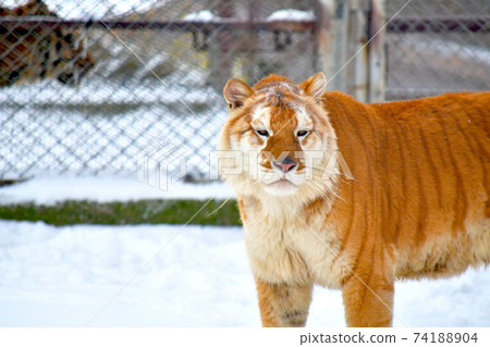 Snow and golden tiger 74188904